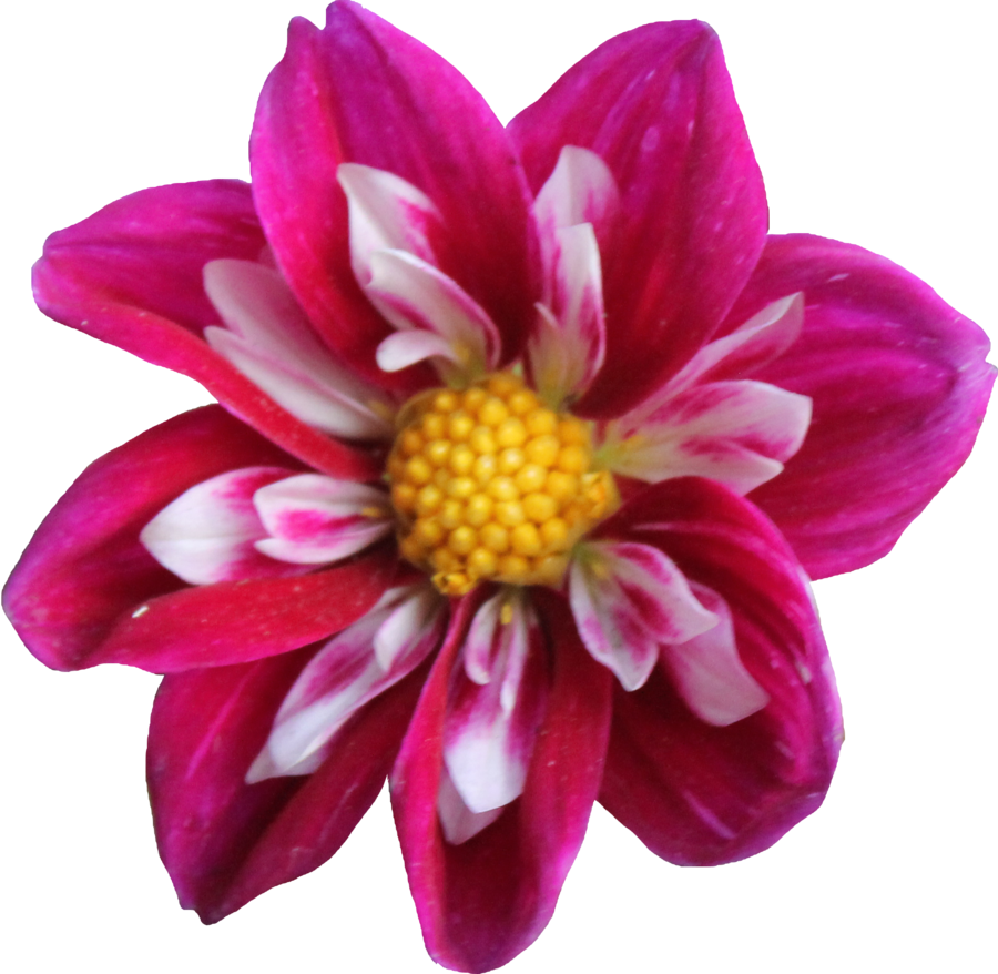 Vibrant Pink Dahlia Flower.png