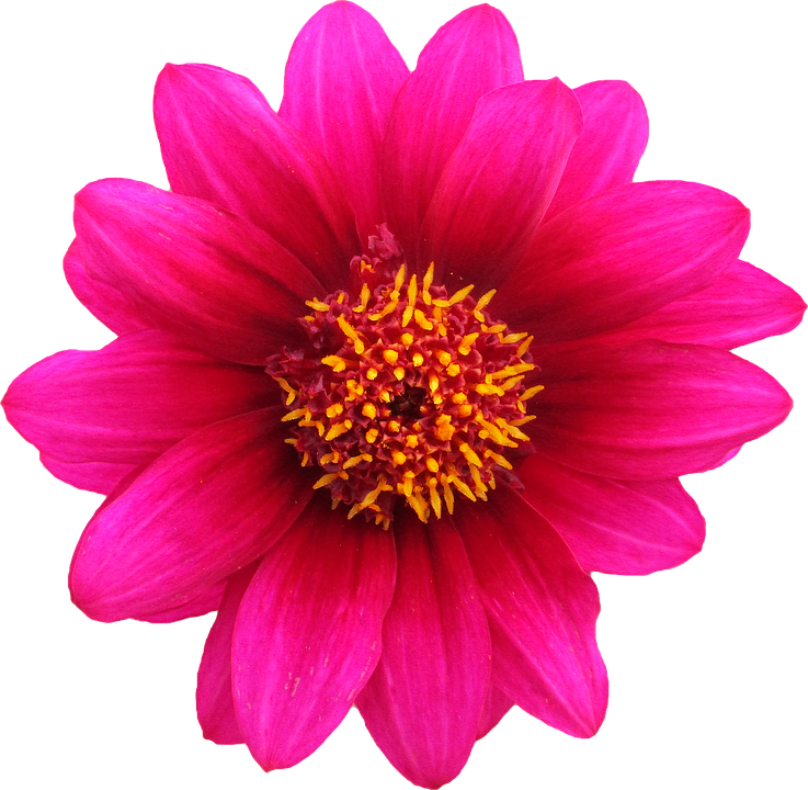 Vibrant Pink Dahlia Flower.png