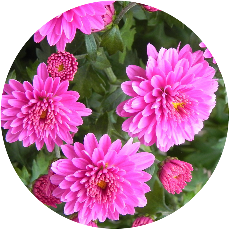 Vibrant Pink Dahlia Flowers