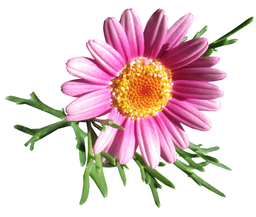 Vibrant Pink Daisy Flower PNG with transparent background