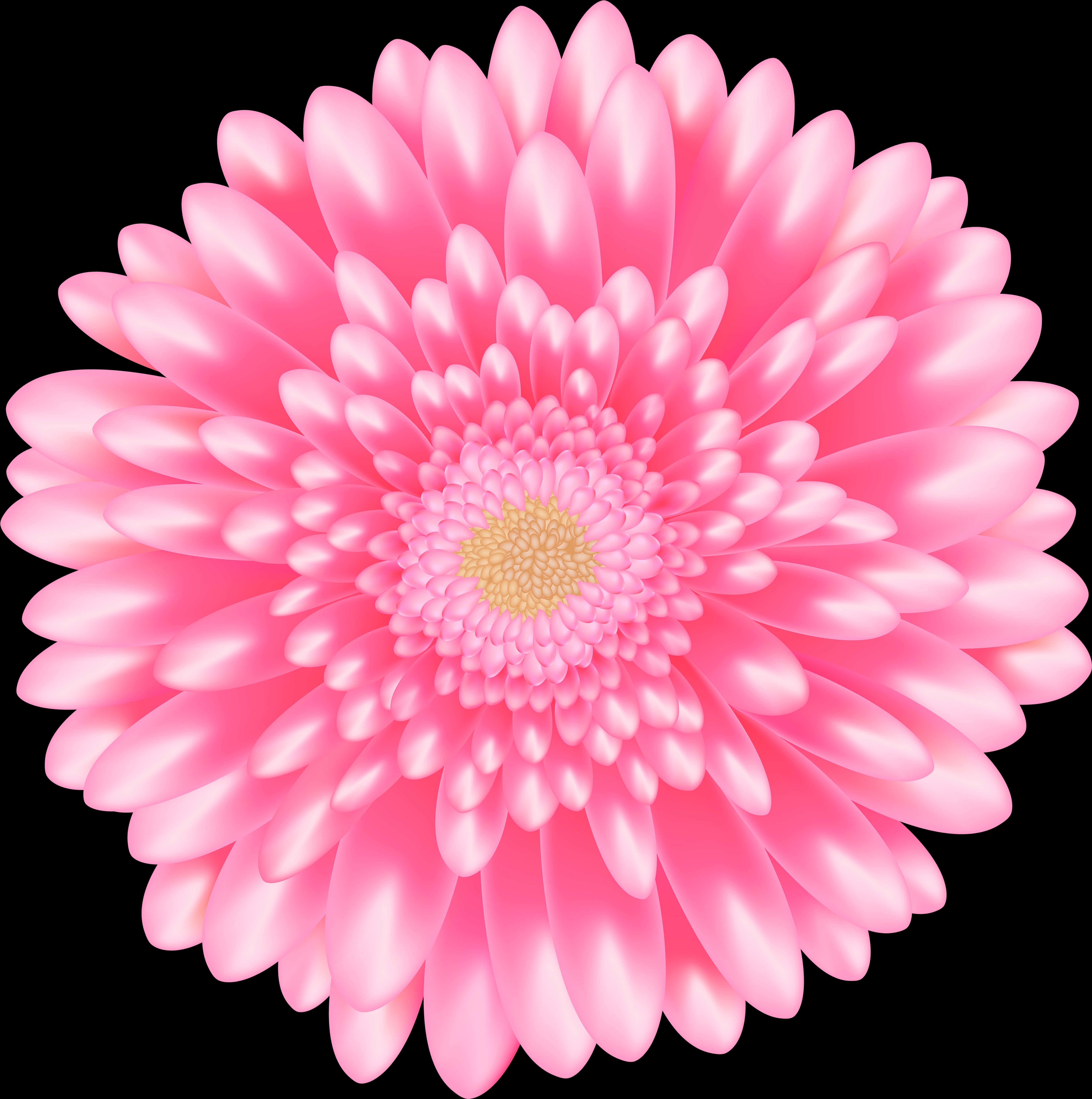 Vibrant Pink Daisy Flower