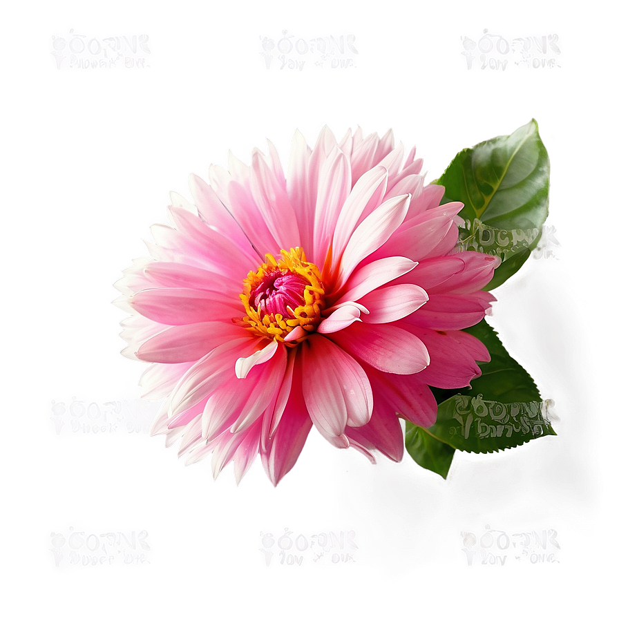 Vibrant Pink Flower Png 05242024