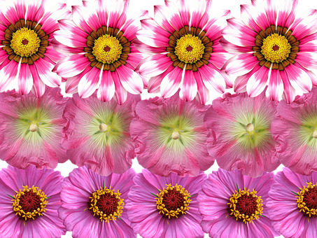 Vibrant Pink Flowers Array