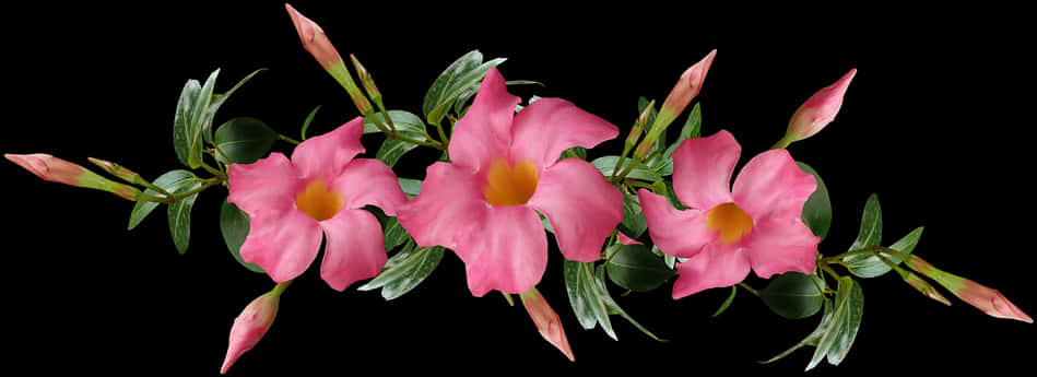 Vibrant Pink Flowers Black Background