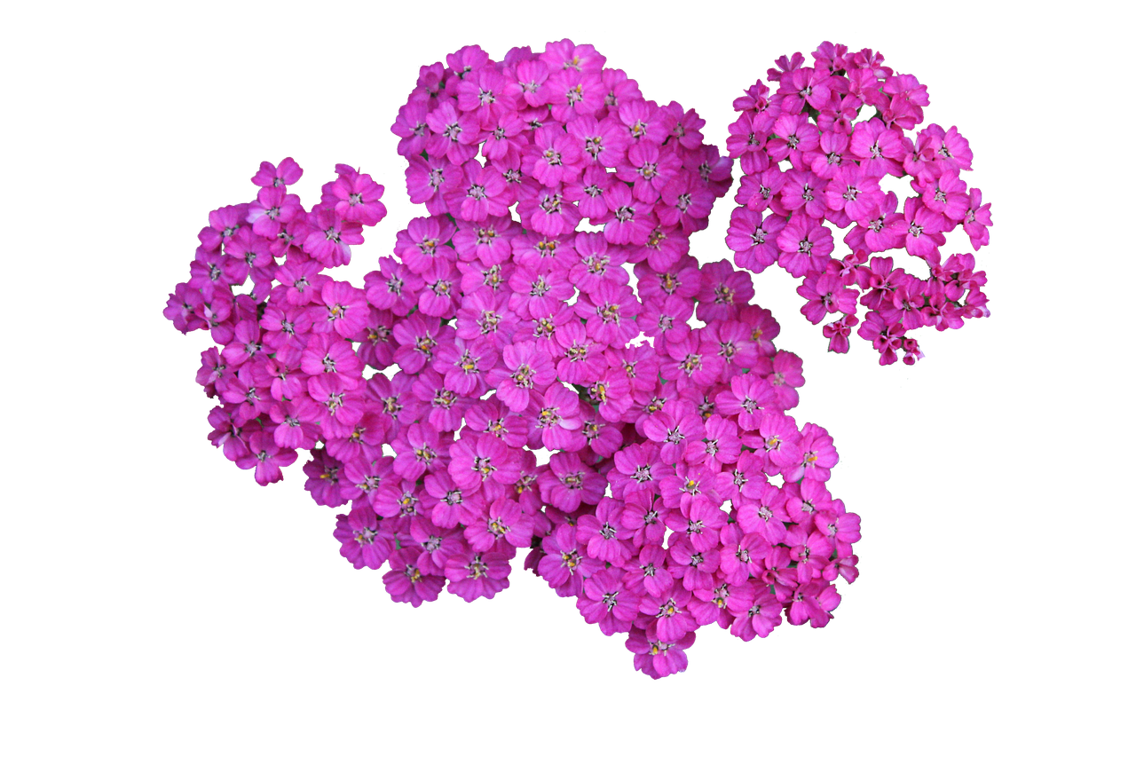 Vibrant Pink Flowers Black Background PNG with transparent background
