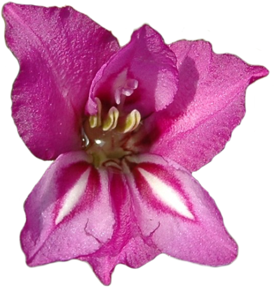 Gladiolus Clipped20180611 18523 8ptwc5 - Gladiolus Flower, HD Png Download PNG with transparent background