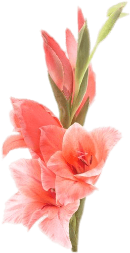 Gladiolus - Gladiolus Png, Transparent Png PNG with transparent background