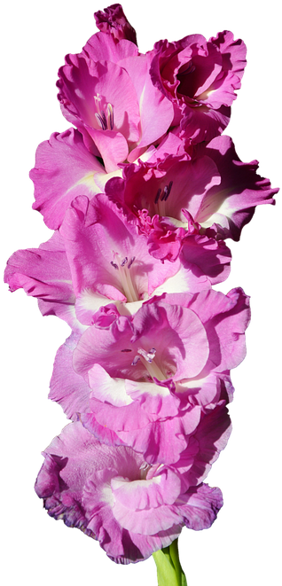 Gladiolus, Gladidus, Butterfly Greenhouse, Sword Flower - Gladiolo Png, Transparent Png PNG with transparent background