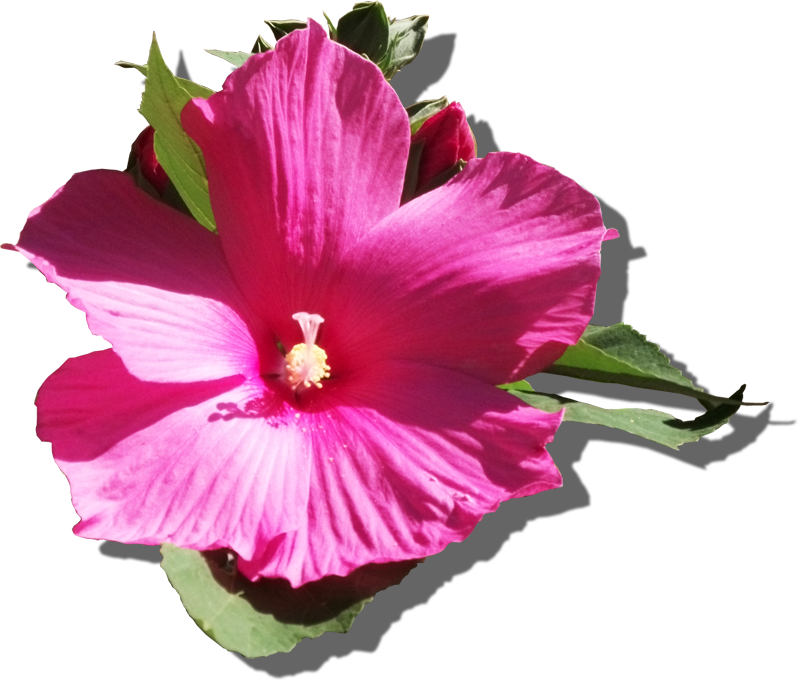 Vibrant Pink Hibiscus Flower PNG with transparent background