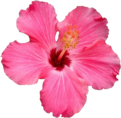 Vibrant_ Pink_ Hibiscus_ Flower.png