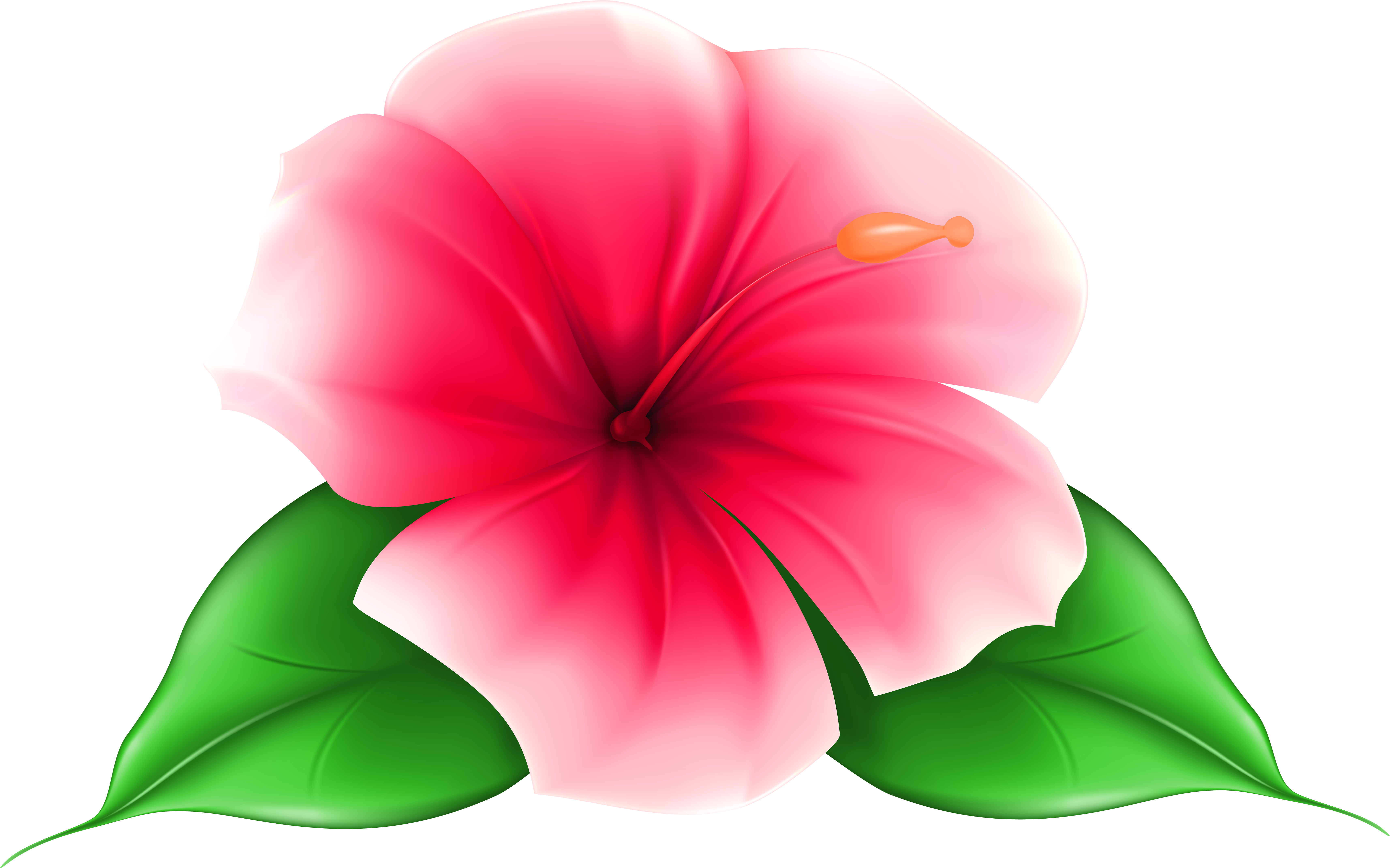 Vibrant Pink Hibiscus Flower