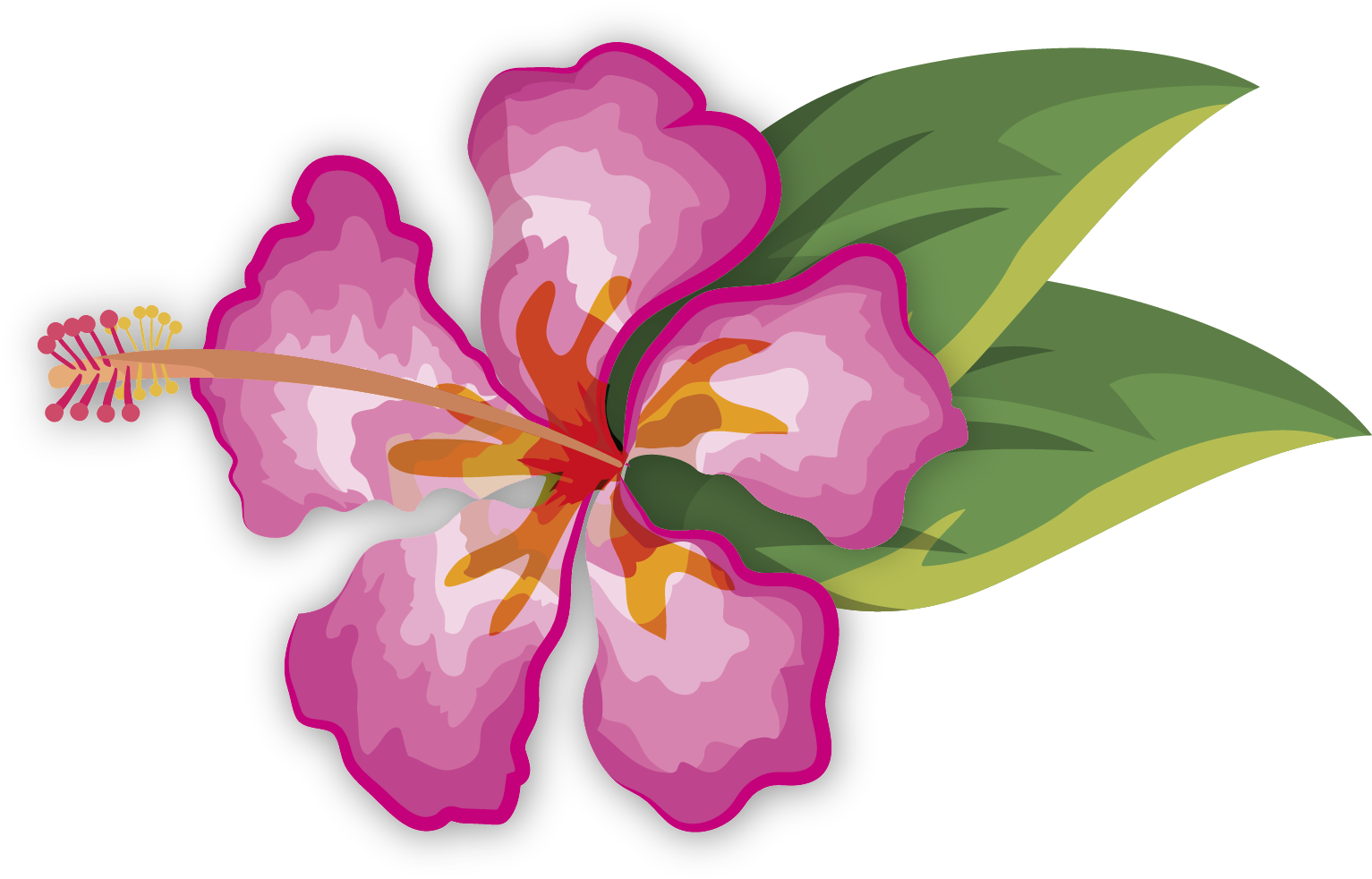 Vibrant Pink Hibiscus Vector PNG with transparent background
