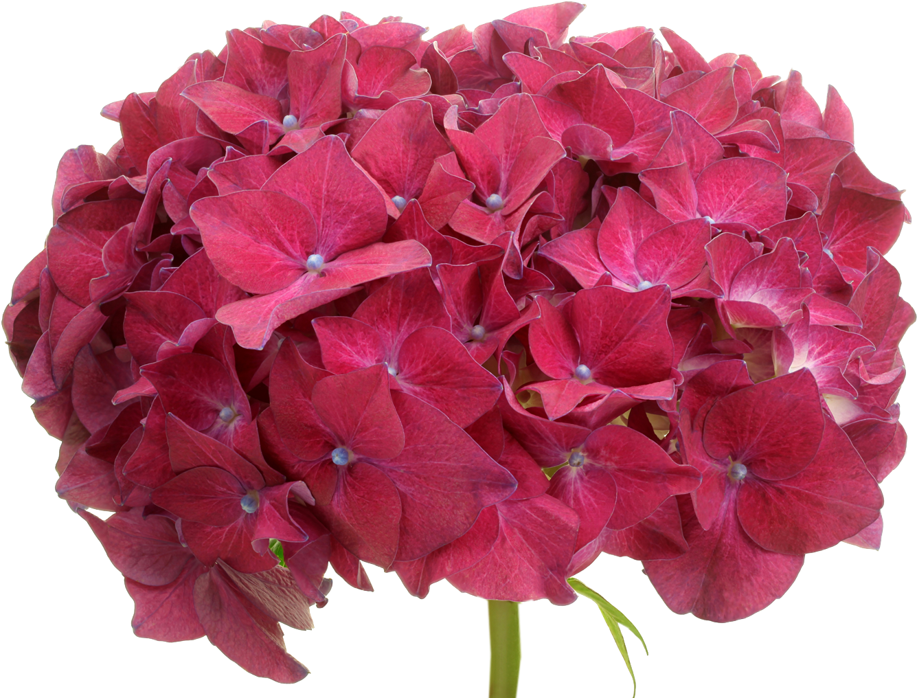 Vibrant Pink Hydrangea Bloom