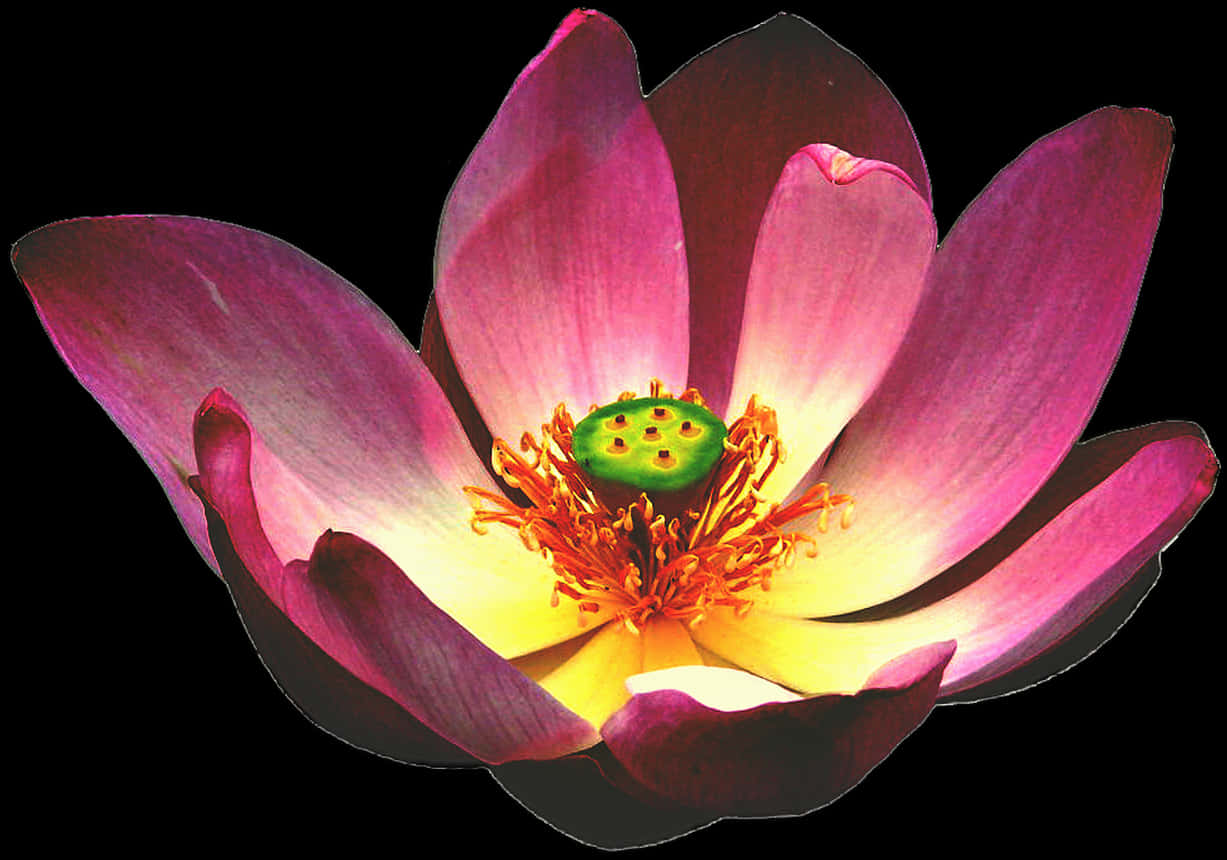 Lotus Flower, HD Png Download PNG with transparent background