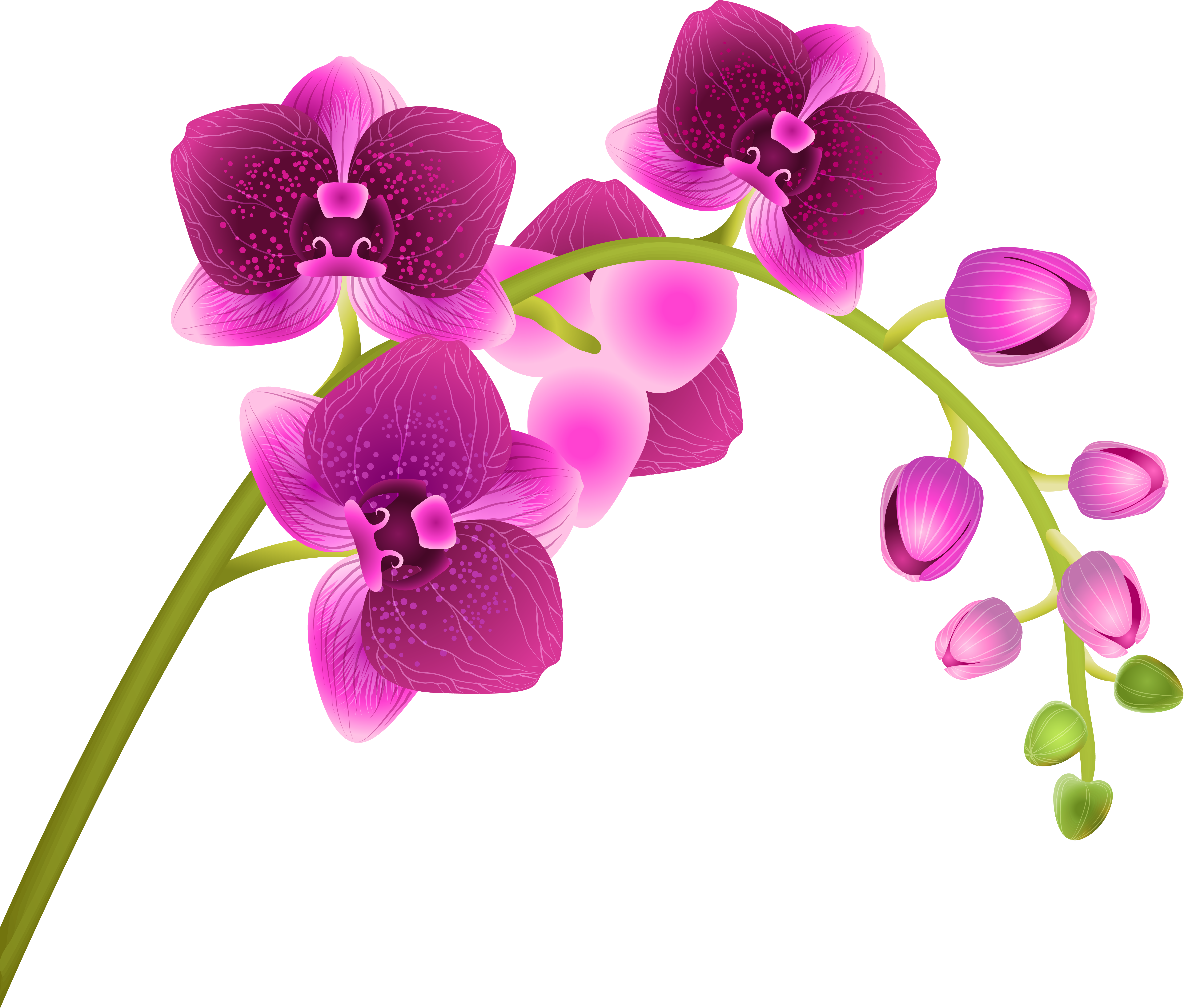 Orchid Flower Transparent Png Clip Art Image​, Png Download PNG with transparent background