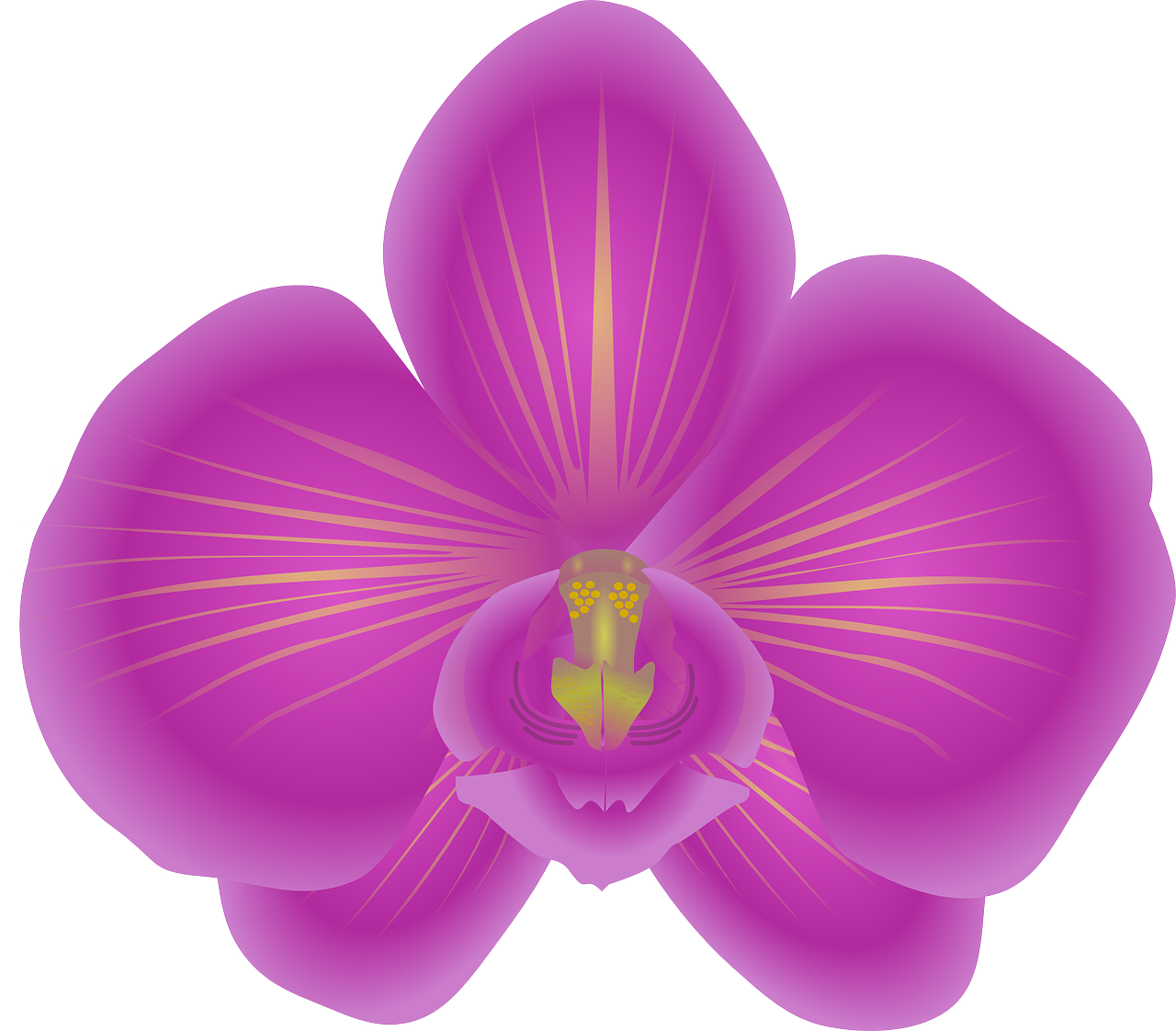 Vibrant_ Pink_ Orchid_ Illustration