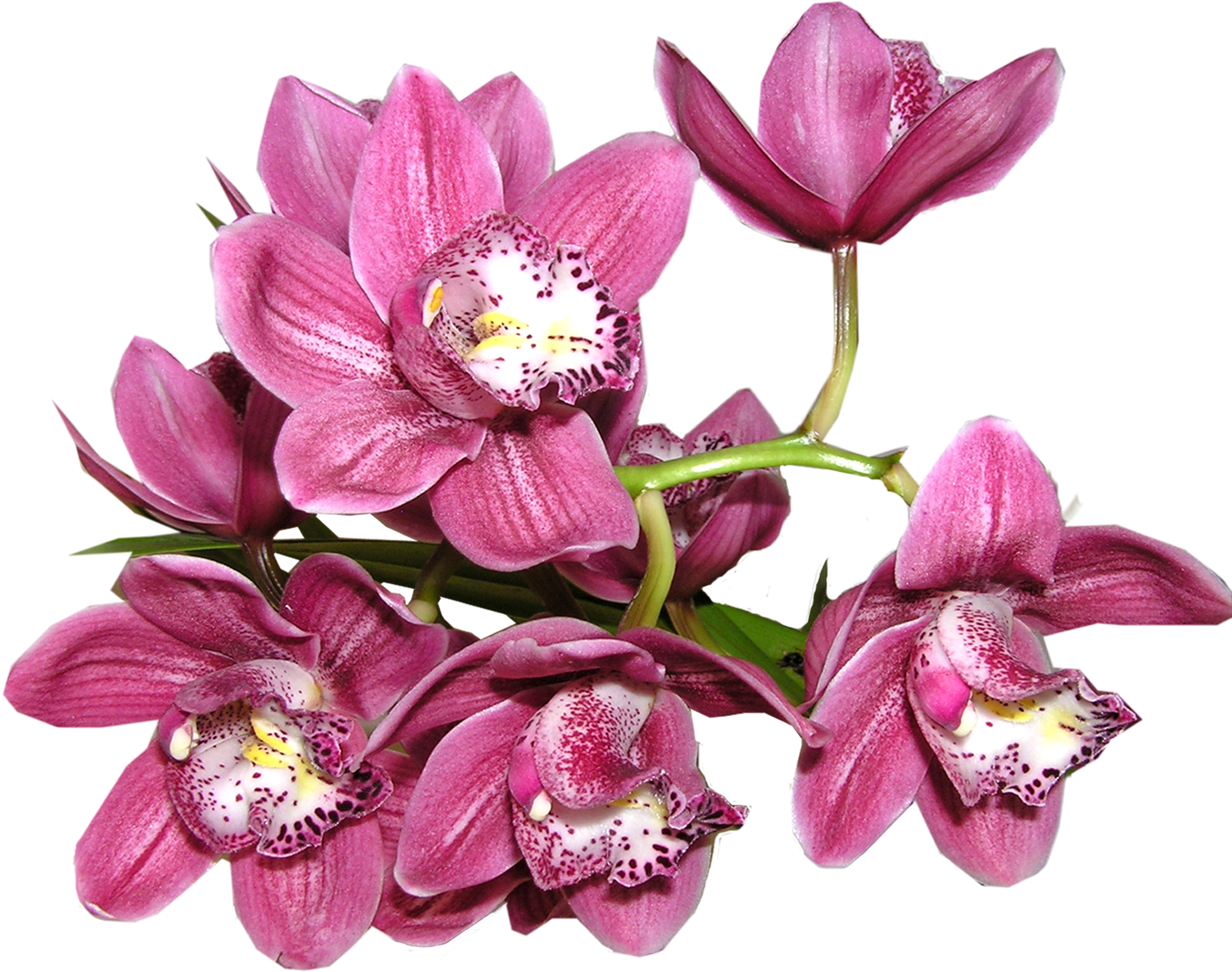 Vibrant Pink Orchids Transparent Background