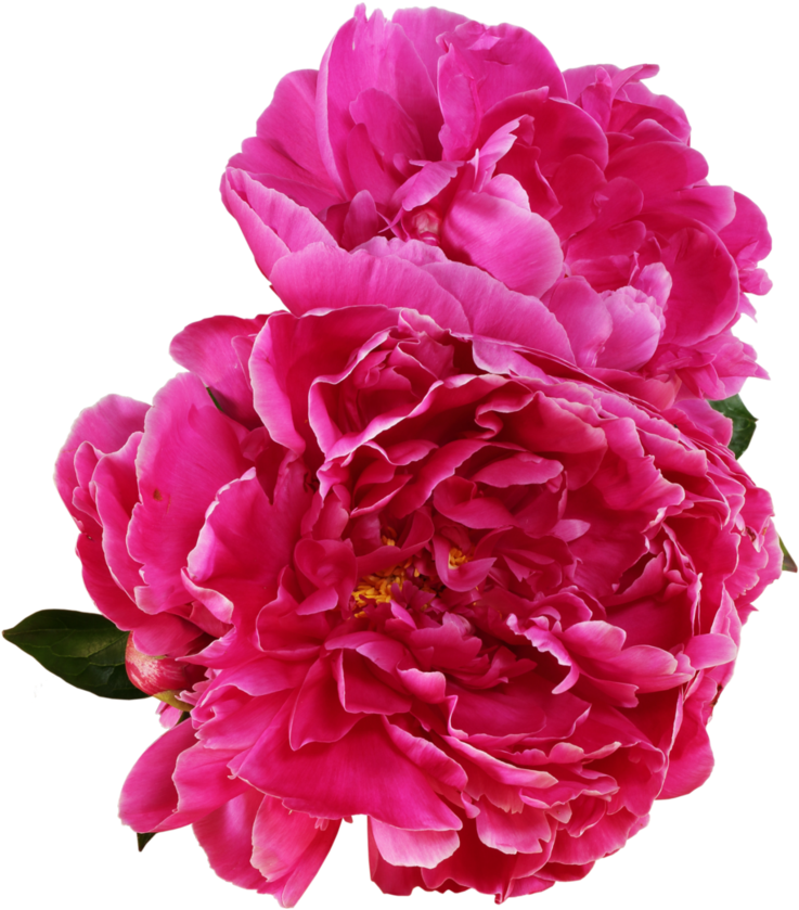 Vibrant Pink Peony Blooms