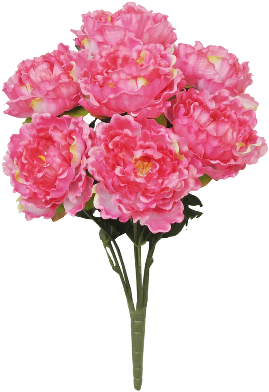 22 - Common Peony, HD Png Download PNG with transparent background