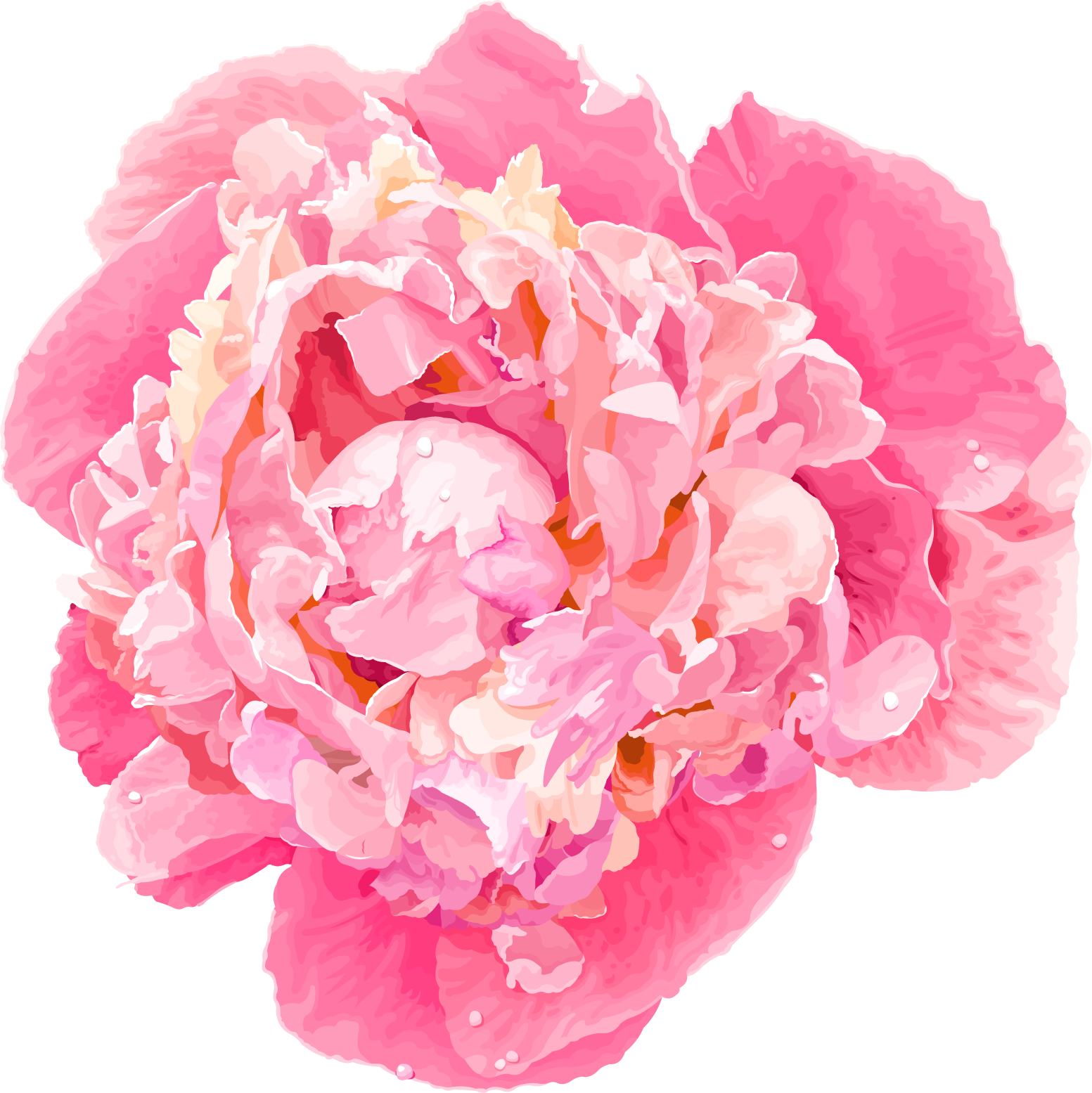 Cartoon Peony , Png Download - Free Watercolor Peonies Vector, Transparent Png PNG with transparent background