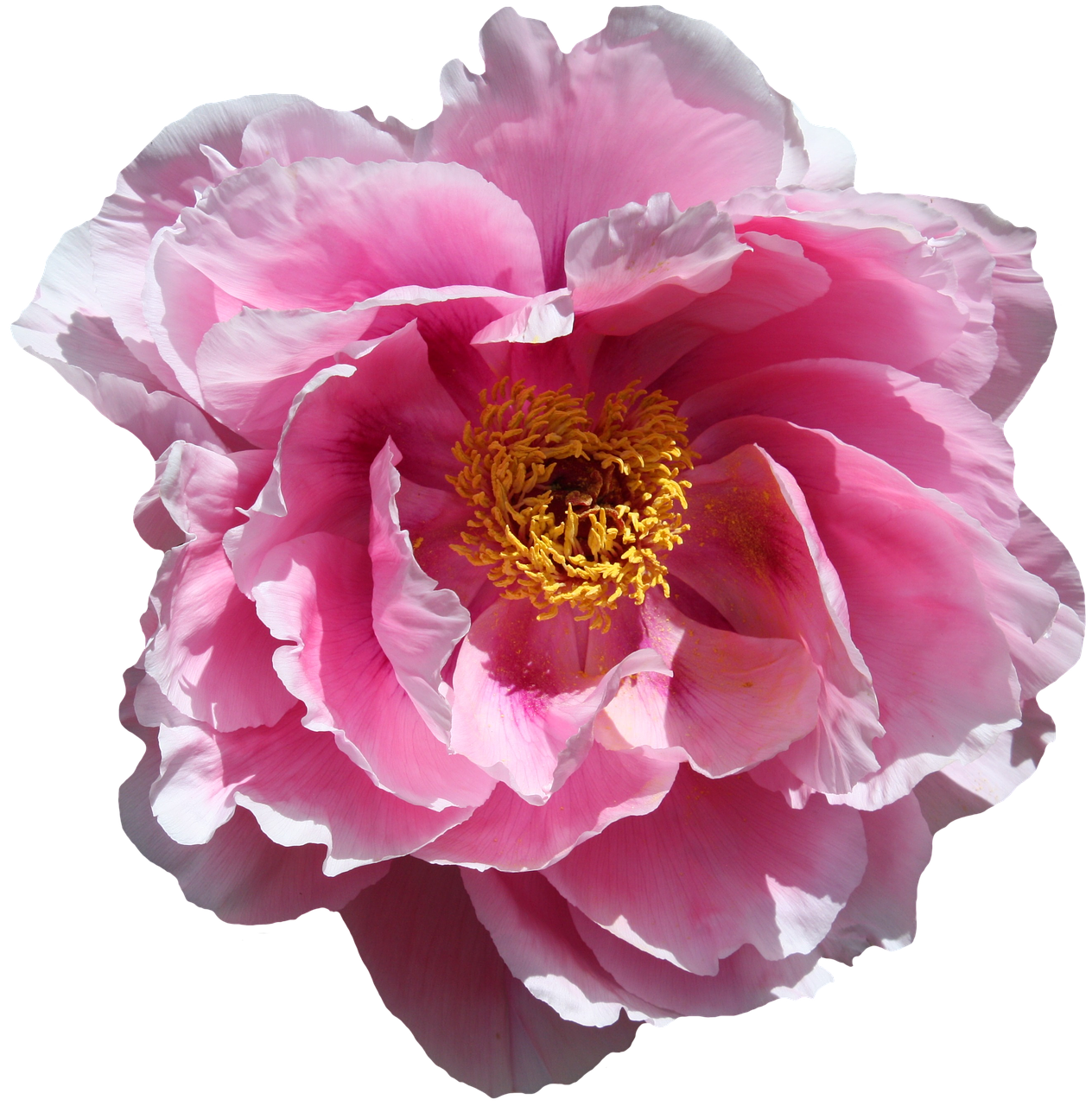 Vibrant Pink Peony Flower PNG with transparent background