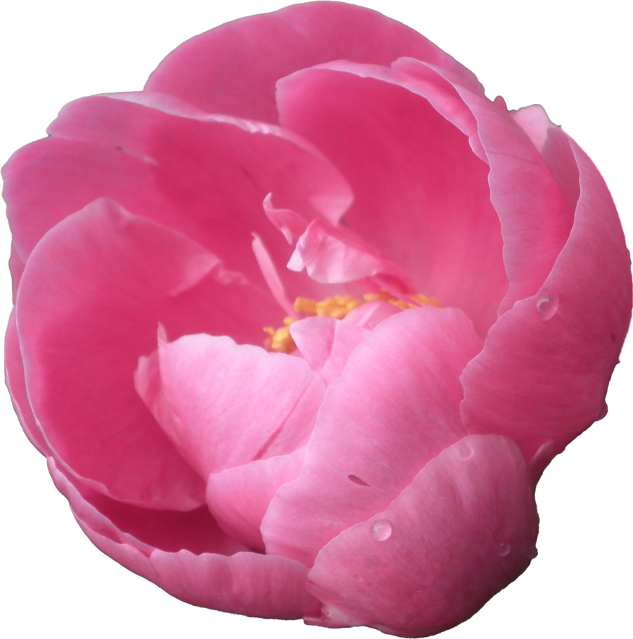 Peony PNG Pic PNG with transparent background