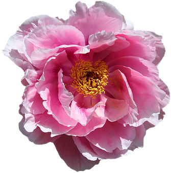 Vibrant Pink Peony Flower PNG with transparent background
