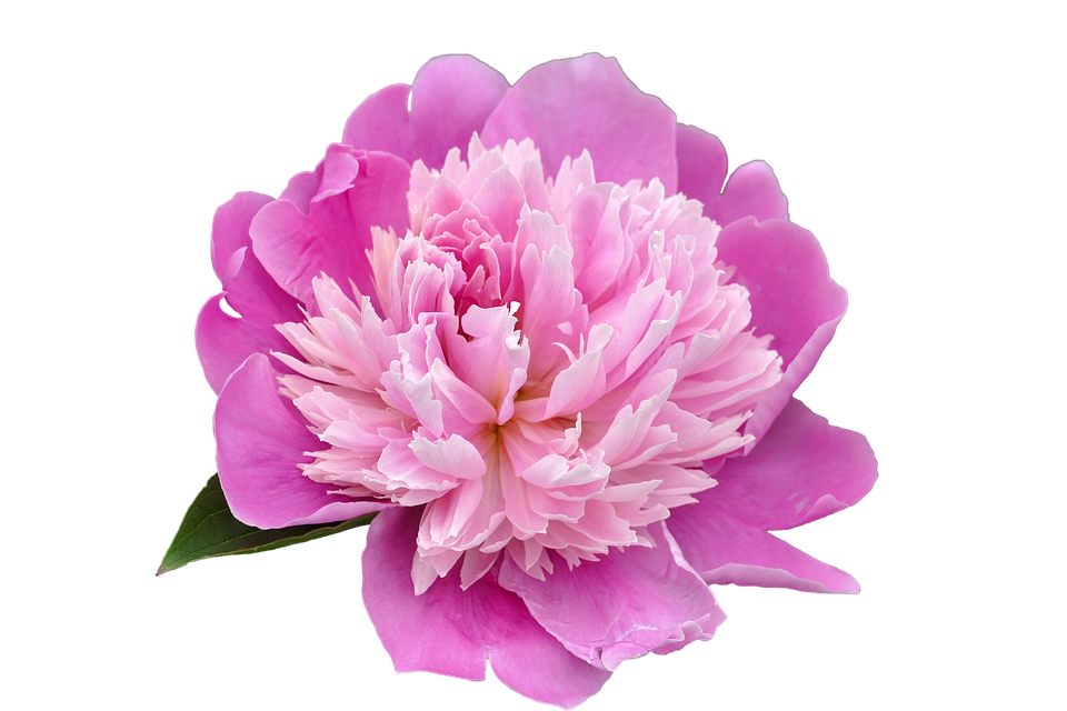 Vibrant Pink Peony Flower