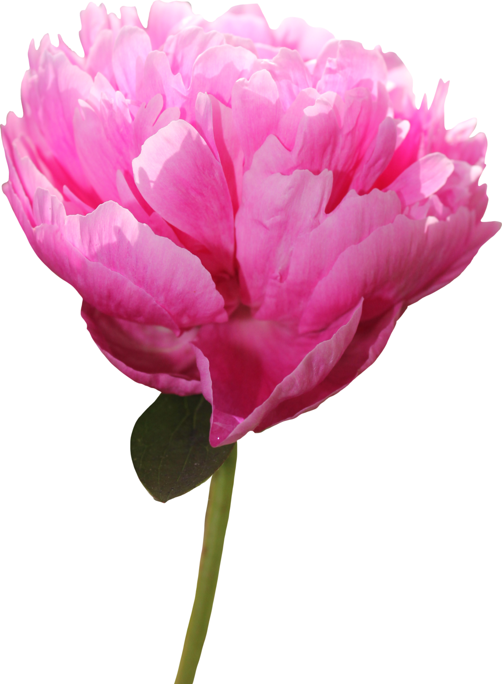 Vibrant Pink Peony Flower