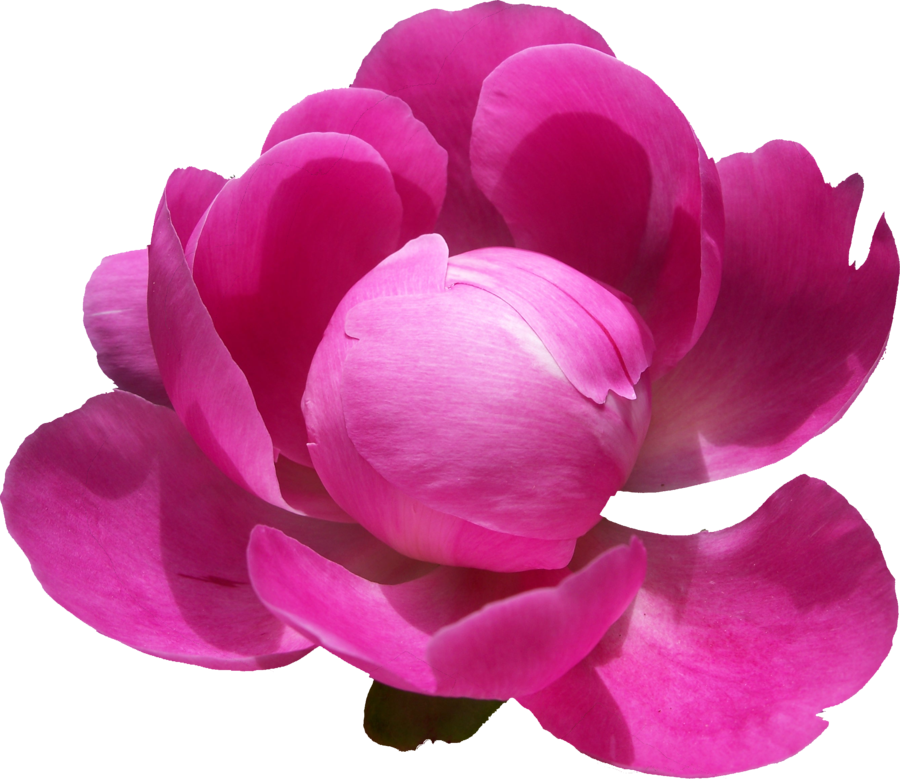 Vibrant Pink Peony Flower