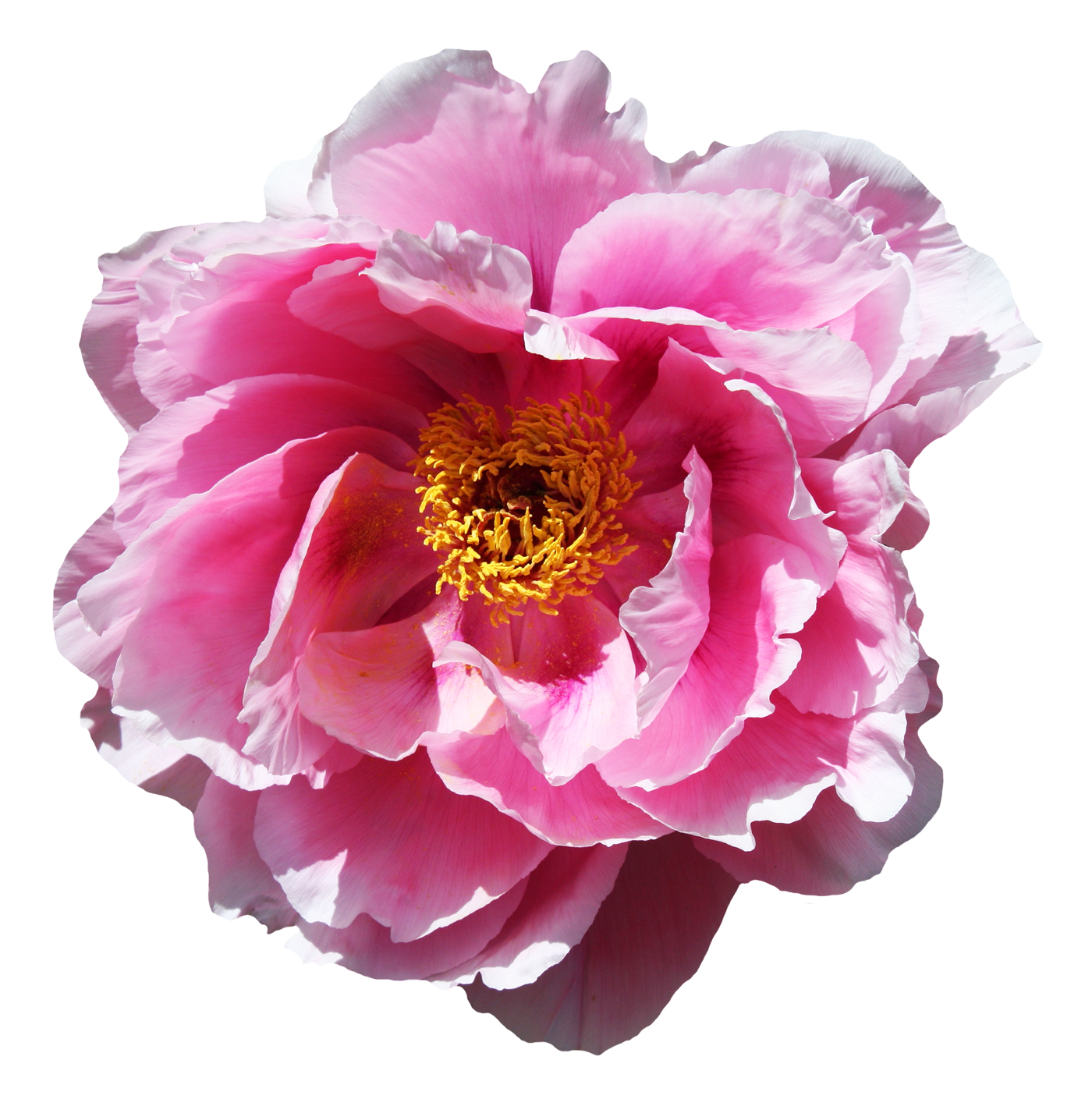 Vibrant Pink Peony Flower