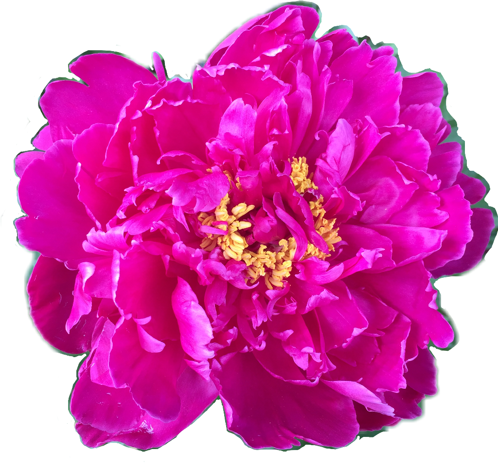 Flower Floral Peony Peonies Fuschia Yellow Pink Petalsf - Common Peony PNG with transparent background