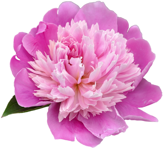 Peony Png Transparent Picture - Peony Png, Png Download PNG with transparent background