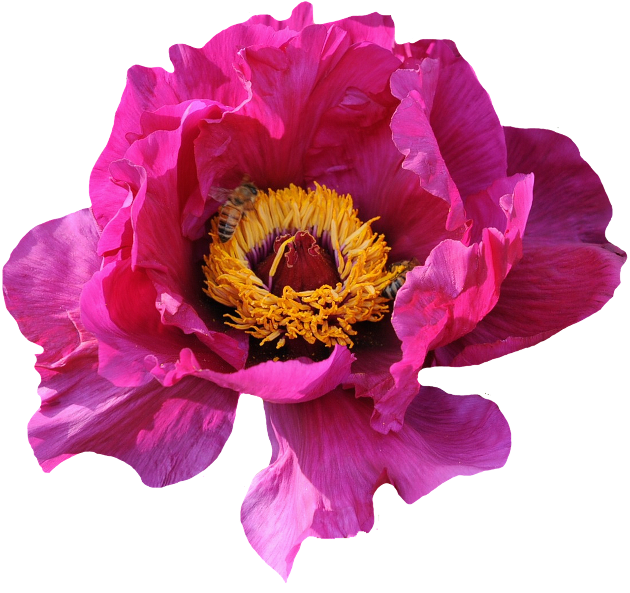 Vibrant Pink Peonywith Bee.jpg