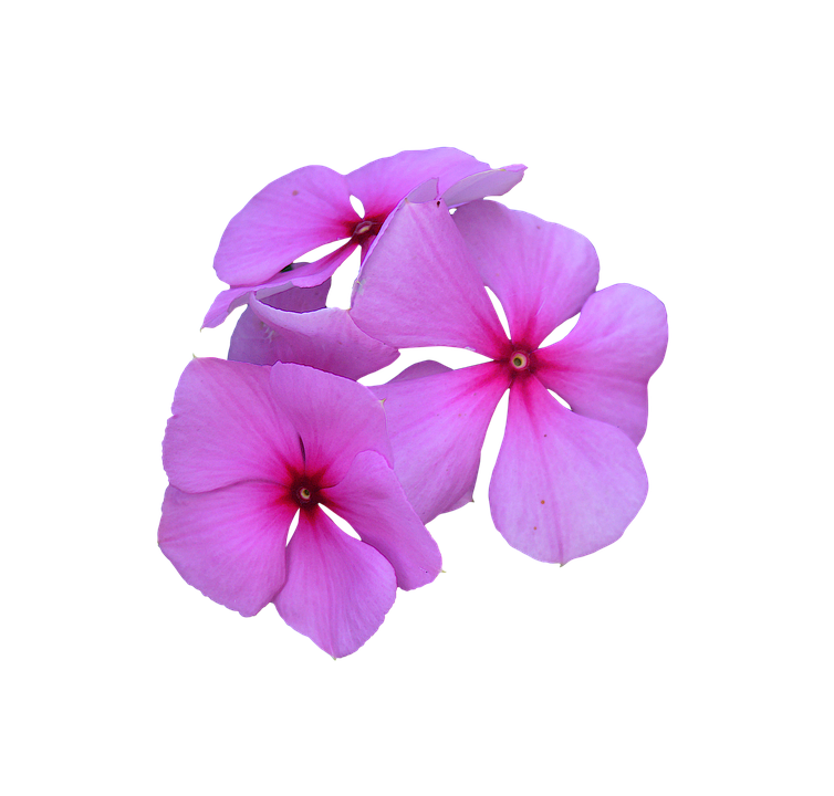Vibrant_ Pink_ Periwinkle_ Flowers PNG with transparent background