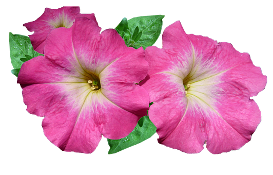 Vibrant Pink Petunias Black Background