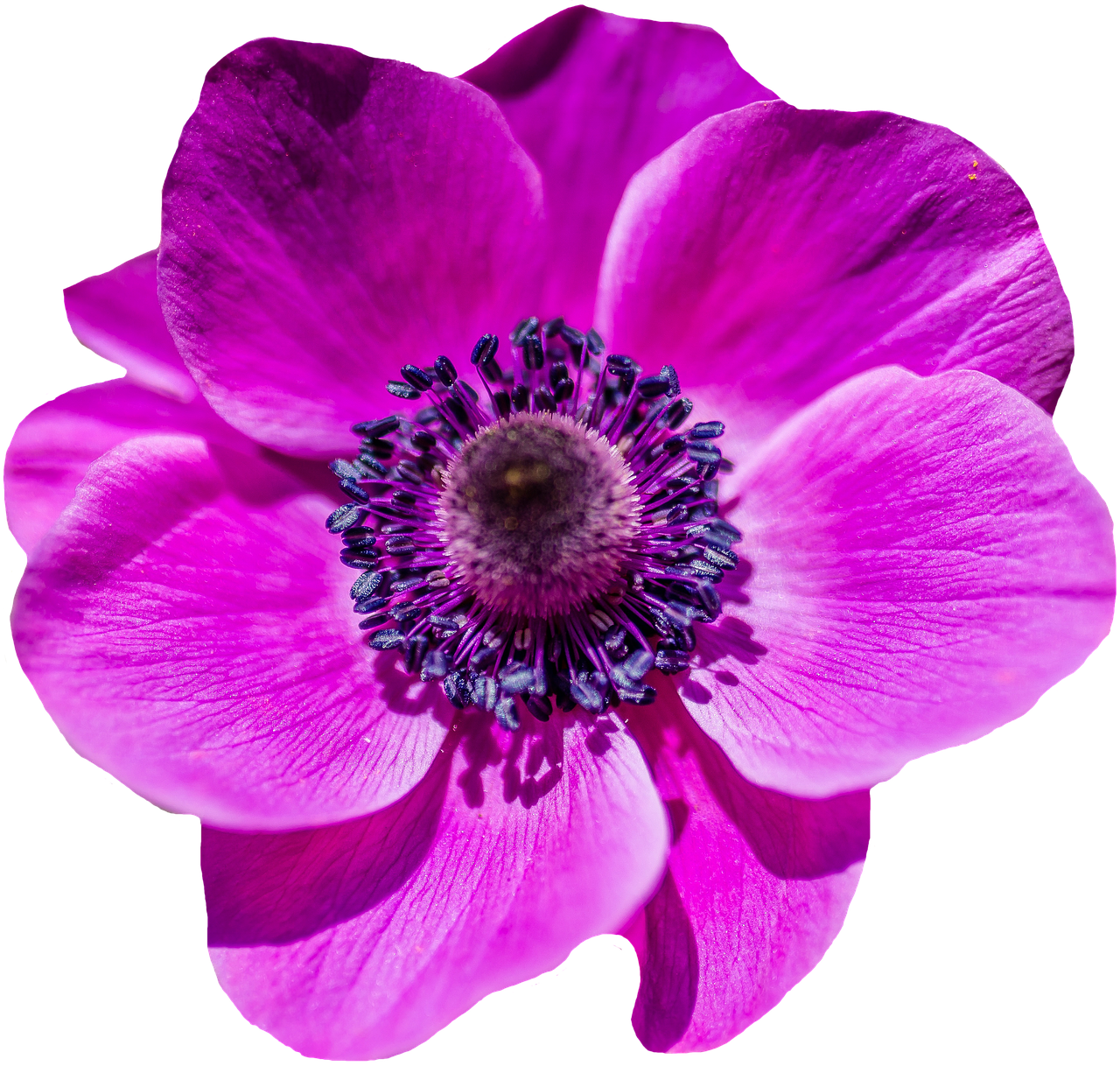 Vibrant Pink Poppy Flower PNG with transparent background