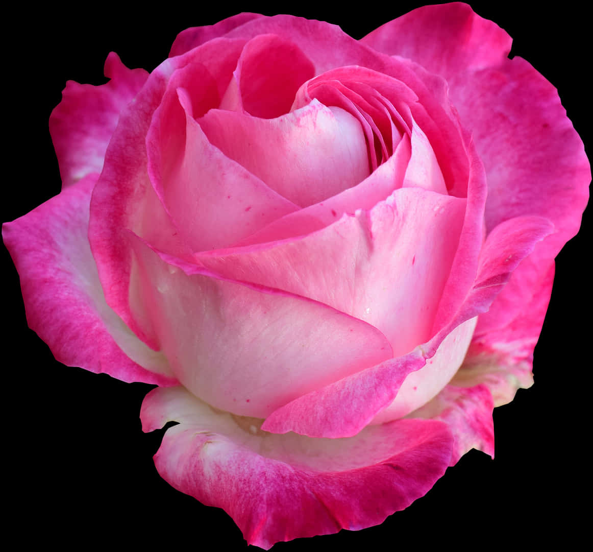 Vibrant Pink Rose Black Background PNG with transparent background