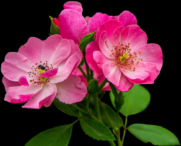 Flores Rosadas Png - Imagenes De Flores Rosadas, Transparent Png PNG with transparent background