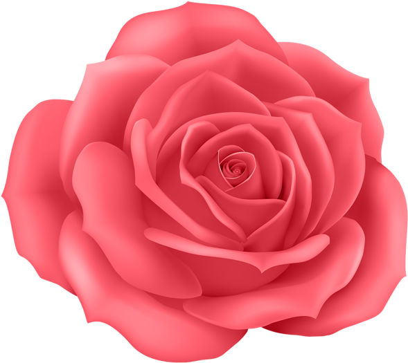 Vibrant_ Pink_ Rose_ Illustration