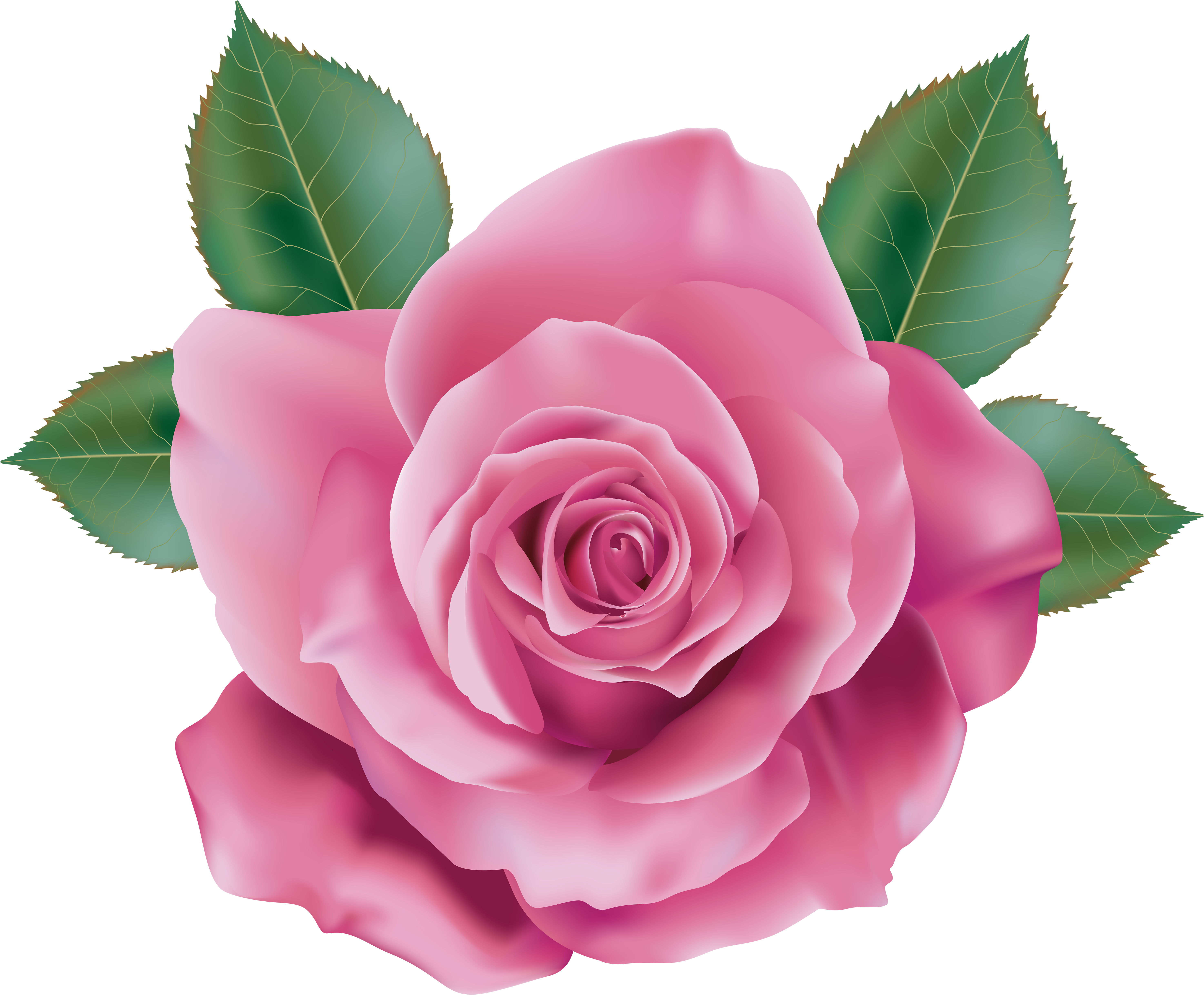 Vibrant_ Pink_ Rose_ Illustration.png