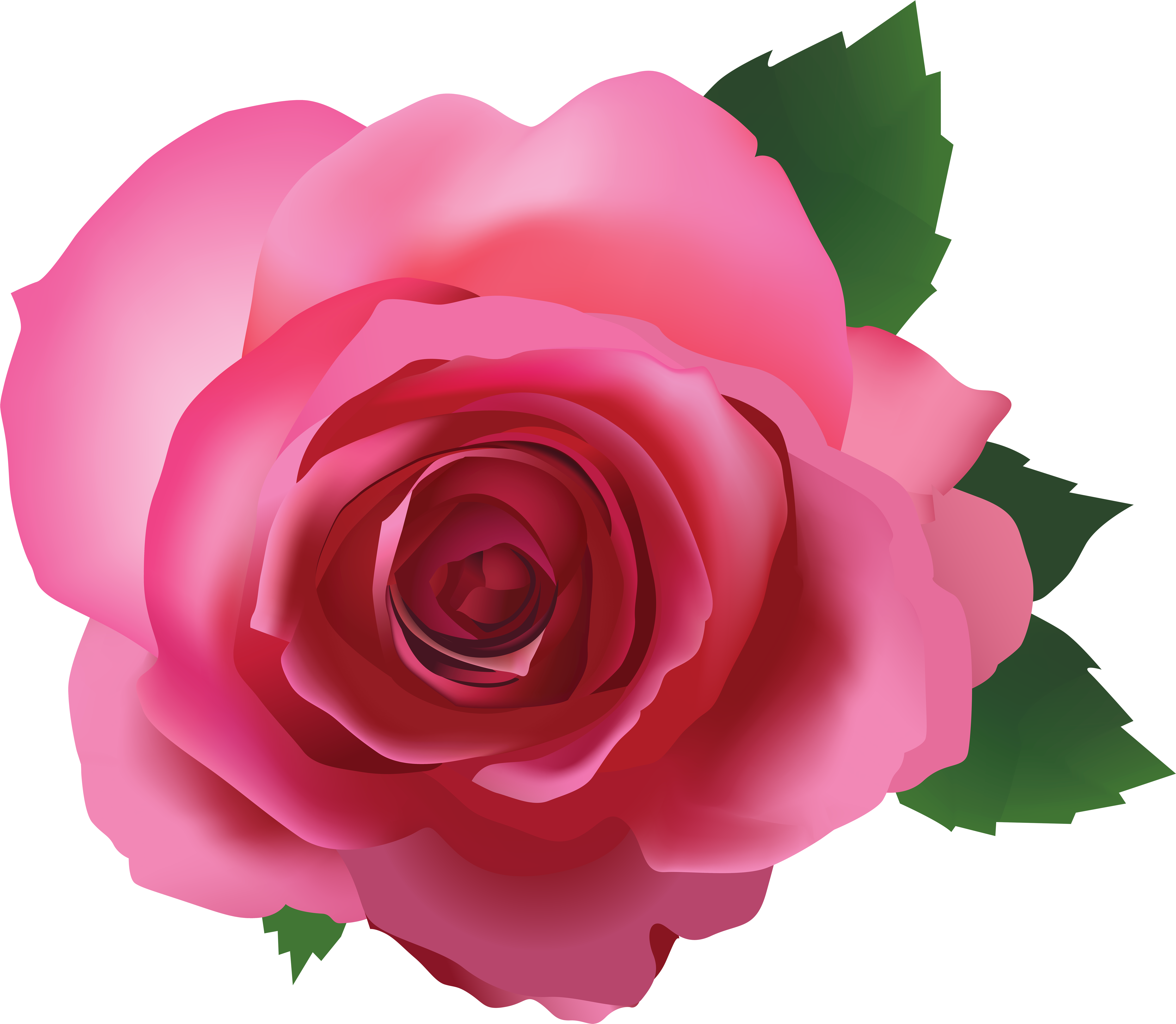 Pink Rose Transparent Background, HD Png Download PNG with transparent background