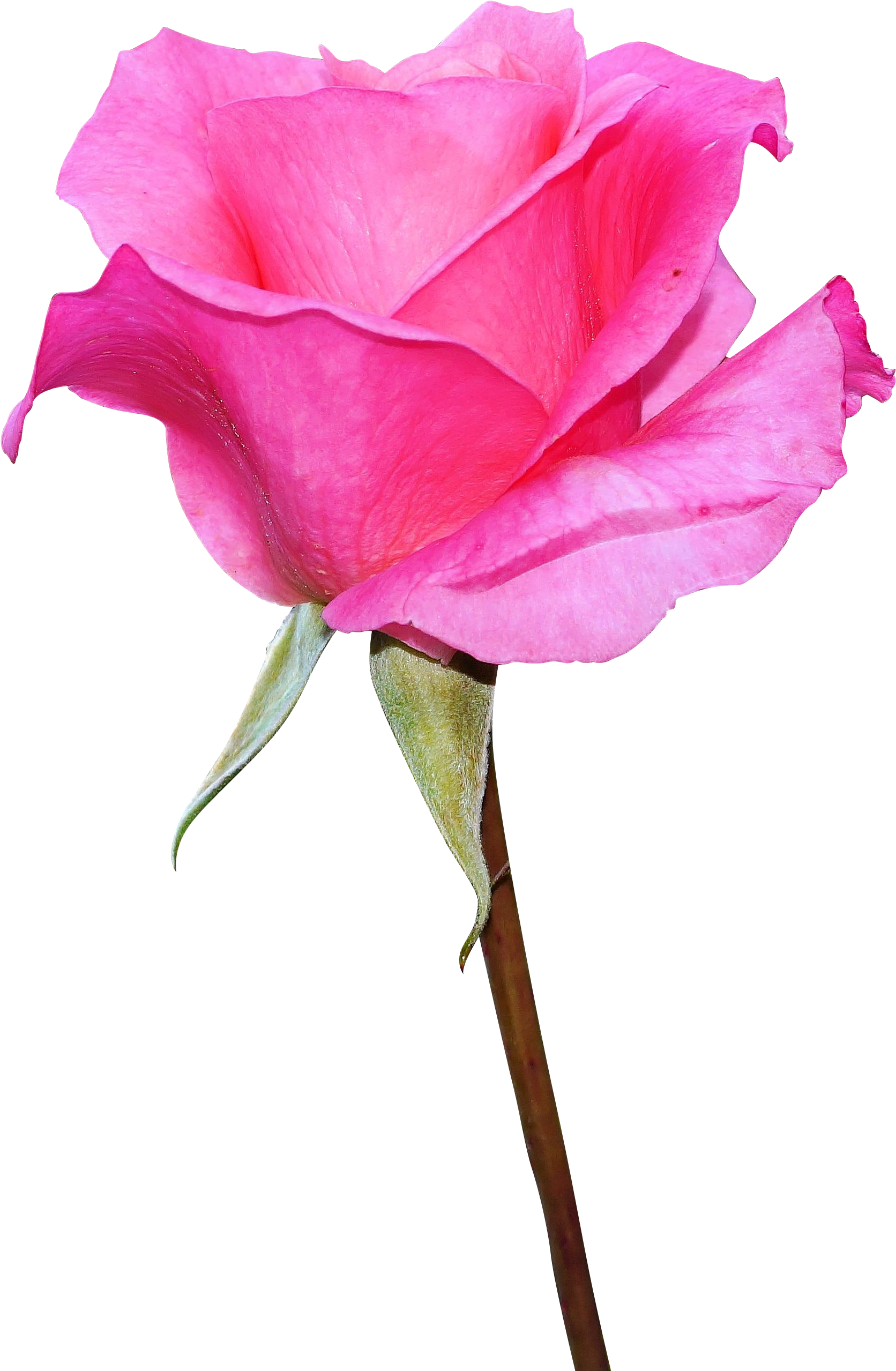 Pink Rose Image Download, HD Png Download PNG with transparent background