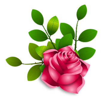 Vibrant Pink Rose Vector PNG with transparent background