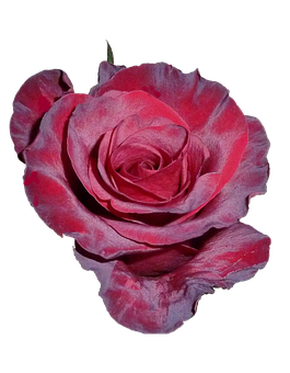 Vibrant Pink Roseon Black Background