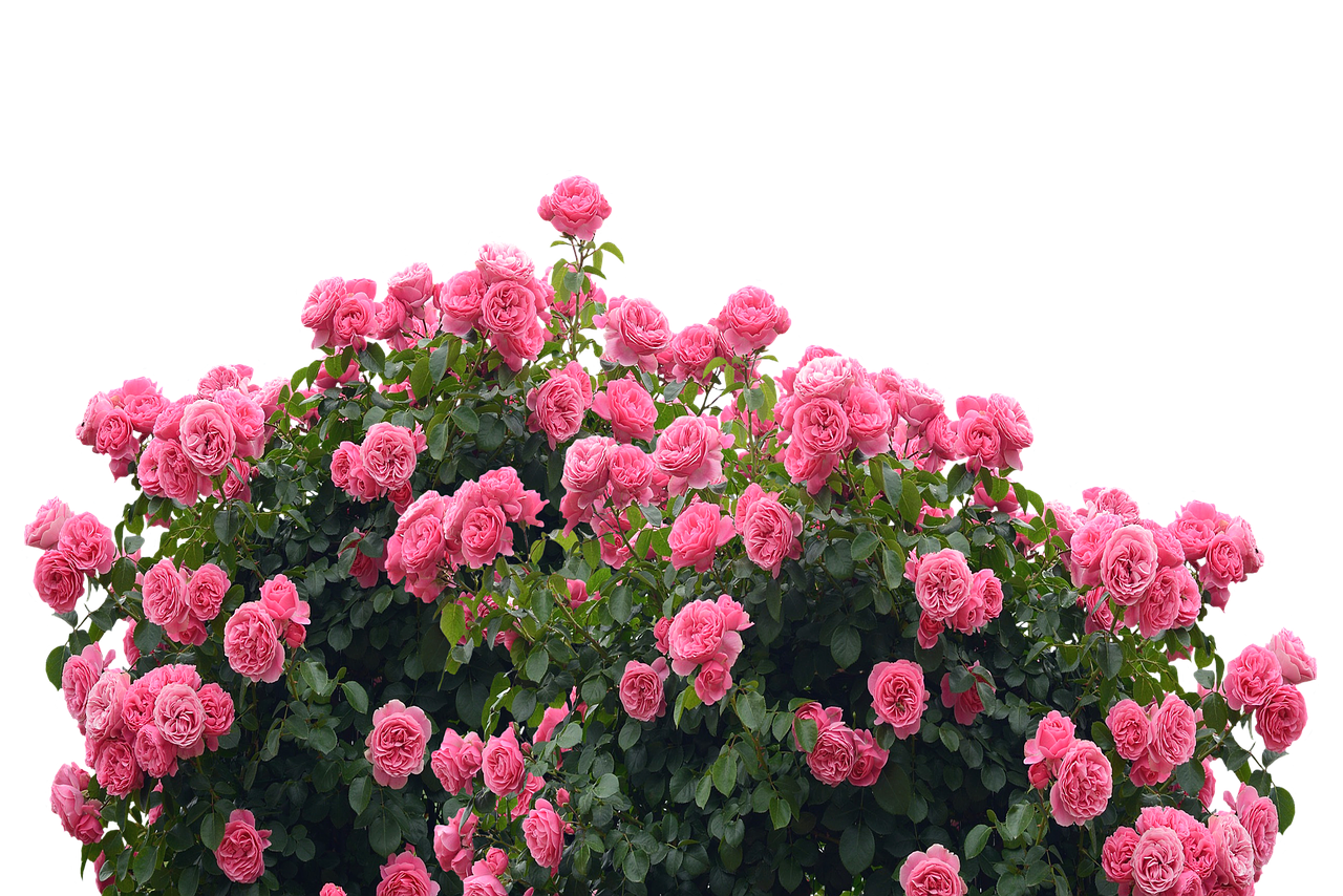 Vibrant_ Pink_ Roses_ Against_ Black_ Background.jpg PNG with transparent background