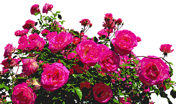Vibrant Pink Roses Artistic Render.jpg PNG with transparent background