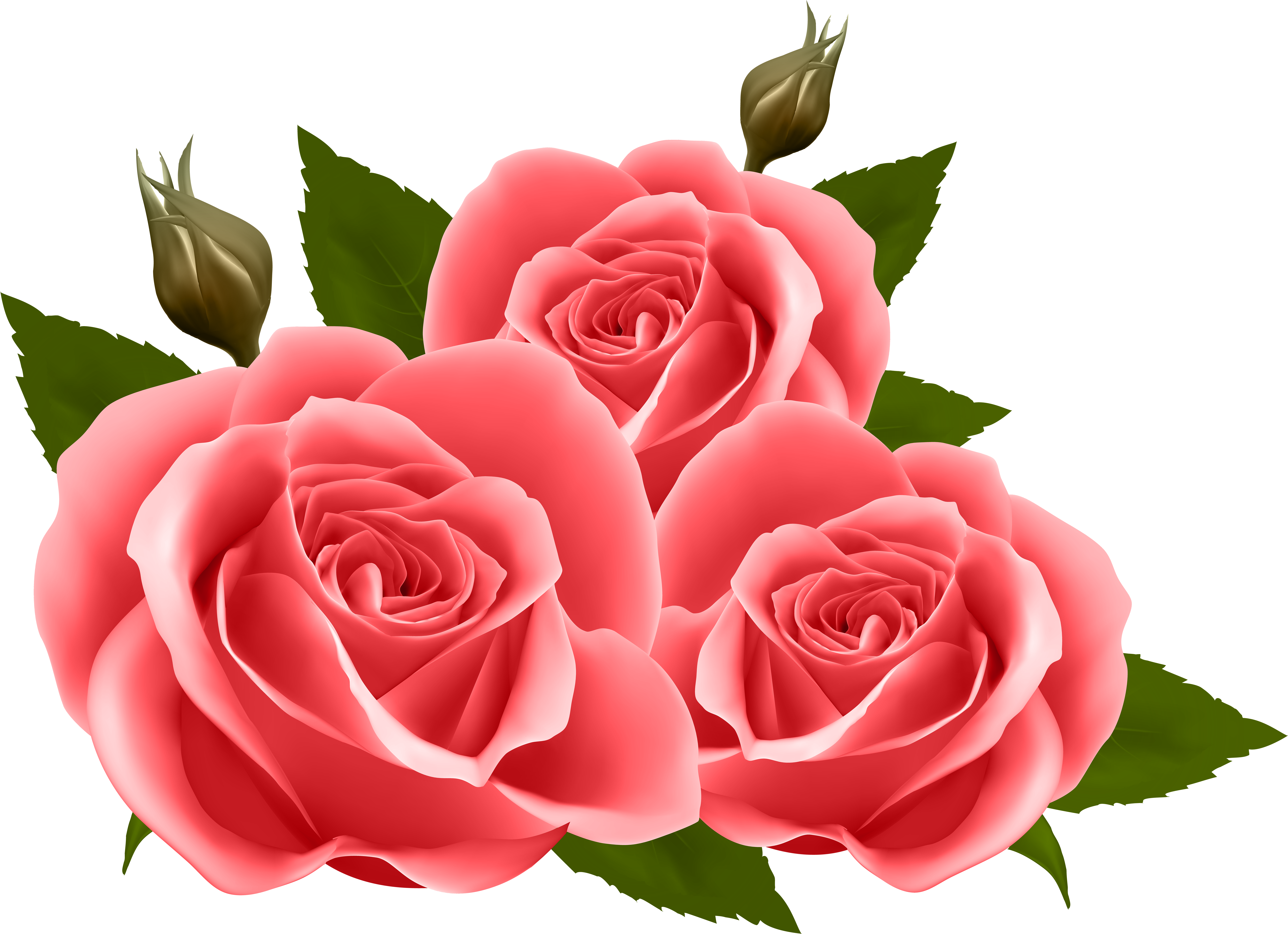 Transparent Red Roses Clipart - Transparent Pink Roses Png, Png Download PNG with transparent background