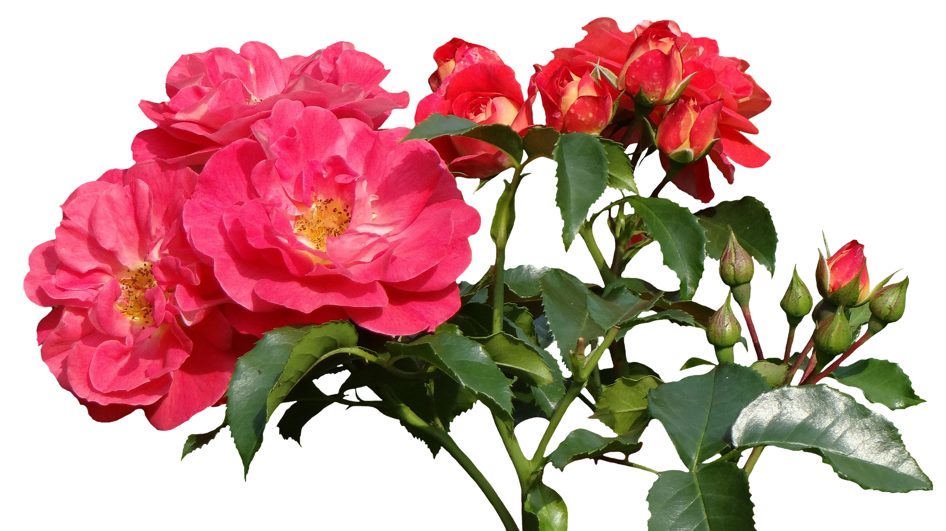Vibrant Pink Roses Black Background.jpg PNG with transparent background