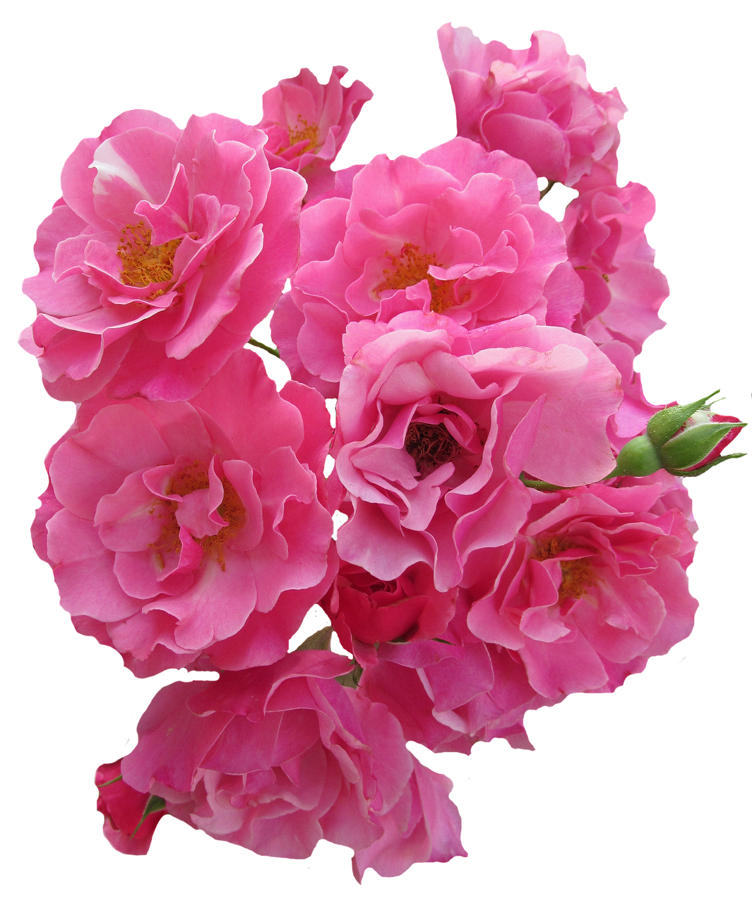 Vibrant_ Pink_ Roses_ Black_ Background.jpg PNG with transparent background